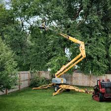 Best Tree Preservation Services  in Morrison, IL